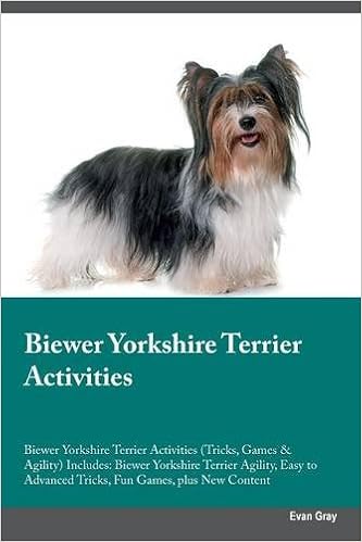 yorkie agility