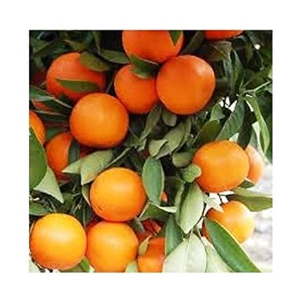 Greenport Live Live Malta/Kinnow/Kinnu Fruit & Fruit Plant with Pot