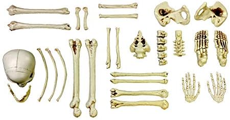 plastic bones halloween