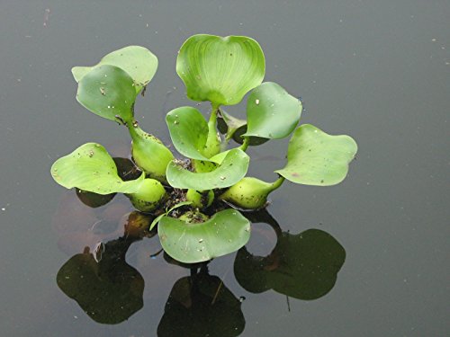 Water Hyacinth - Lot of 4 Live Floating Water Plants for your Pond, Water Garden, or Aquarium | Provides much needed shade and shelter for your pond and fish | Natural Biofilters