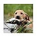 Avery Sporting Dog EZ-Bird Training Dummy – Realistic Floating Retriever Bumper for Water & Field Training (Green-Winged Teal)