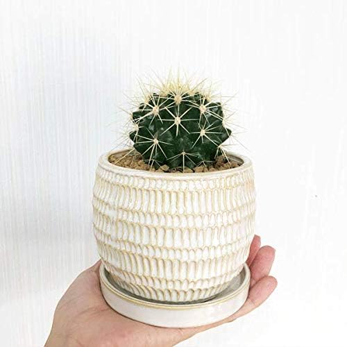 Amazon サボテン 金鯱 キンシャチ 陶器鉢植え Bonsaibowl アイボリー 卓上サイズ サボテンの王様 エキノカクタス 観葉植物 卓上 ミニ ミニサイズ 観葉植物 オンライン通販