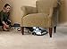 Hoover Platinum Collection Bagged Corded Upright Vacuum with Canister Vacuum Cleaner UH3001COM