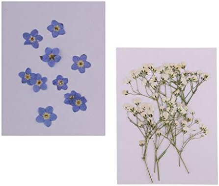 Baoblaze ドライフラワー 花材 押し花 素材 ドライ葉 しおり 約個入り 材料 定番 手作り ドライ花 ブックマーク