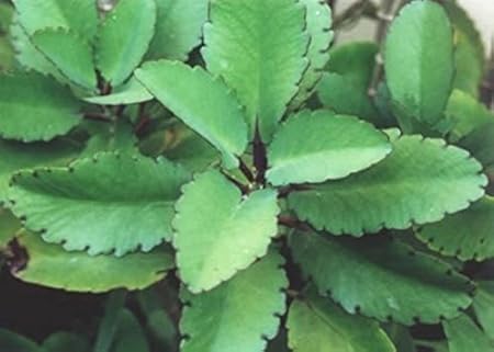 Plants Point Patharchatta Medicinal Plant, Stone of Kidney, Fresh Live Outdoor Plant