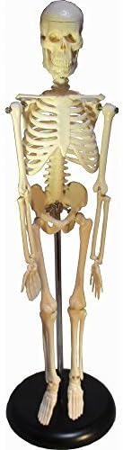 Such as to 45cm human body skeleton model scale 1/4 with upright stand medicine medical chiropractic massage school teaching materials figure interior decoration