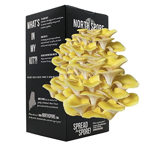 North Spore Golden Oyster Mushroom Spray & Grow Kit (4 lbs) Beginner