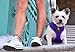 EcoBark Dog Harness - Eco-Friendly Max Comfort Harnesses - Luxurious Soft Mesh Halter - Over The Head Harness Vest- No Pull and No Choke for Puppy, Toy Breeds & Small Dogs (Medium, Purple)