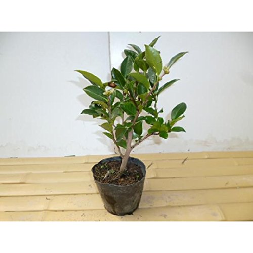 10 5cmポット 苗 カンツバキ 植木 本セット 生け垣 寒椿 苗木 庭木 つばき 樹高0 3m前後 かんつばき B014u59olg 植木 新作