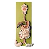 Digestive Tract Professional Anatomical Model
