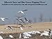 Sillosocks Flapping Snow Goose Decoy, White
