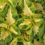 Outsidepride Coleus Versa Green Halo - 20 Seeds