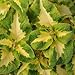Outsidepride Coleus Versa Green Halo - 20 Seeds