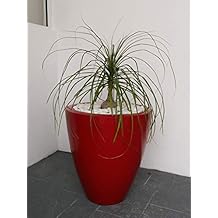 Green Boutique Maceta de Fibra de Vidrio Grecia Chica (Rojo)