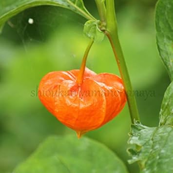 Amazon 紫桜館山の花屋 宿根草 大実ホオズキ 10 5cmポット苗100ポットセット 切り花用 食用不可 鉢 プランター