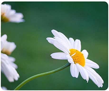 bellis muñecas amazon