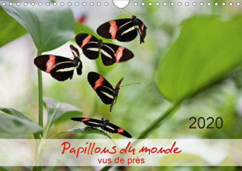 Papillons du monde, vus de près (Calendrier mural 2020 DIN A4 horizontal): Portraits de douze papillons aux couleurs…