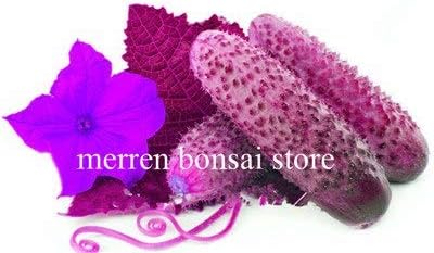 Bloom Green Co. Bonsai de Pepino 200 Piezas Japonã©s Raro Pãºrpura ...