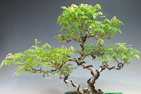 Amazon 盆栽 コフジ 小藤 の鉢植え 現品 観葉植物 オンライン通販