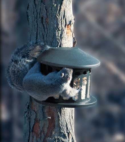 Squirrel Diner 2 Metal Squirrel Feeder Amazon Co Uk Garden