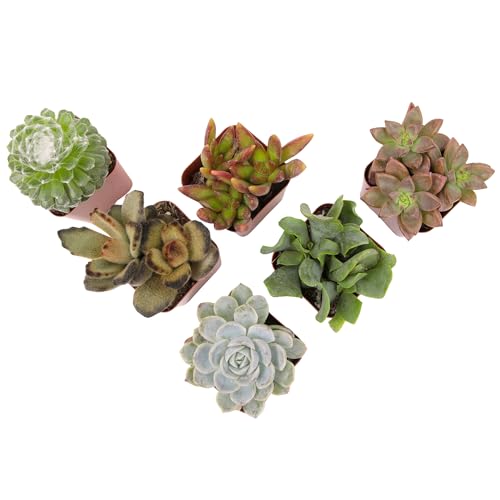 Live Succulents Plant Pack (6-Pack), Real Succulent Plants & Mini Plants for Be…