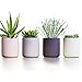 Succulent Pots Ceramic Planters Set of 4 | Cactus Flower Plant Pots | Modern Design 3.7” high Containers in White Gray Pink & Black by Ovillow