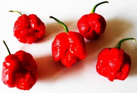 5 Samen Chili Trinidad Moruga Scorpion