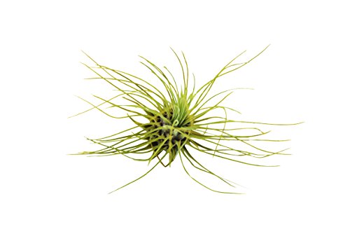 10-Pack of Air Plants - Includes 10 Tillandsia Fuchsii Air Plants - Easy Care - Great in Terrariums - Air Filtering - Vibrant Fun Unique Decor or Gift