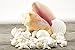 White Decorative Sea Shell Mix with Conch Shell | 6-8