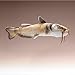 Wildlife Artists Catfish Plush Toy 17