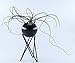 Orimina Pack of 2 Tabletop Standing Air Plant Holder Air Plant Stand Air Plant Container Xerographica Air Plant Holder Air Plant Support Tillandsia Air Plant Stand (Black)thumb 2