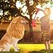 VIVREAL Lion Mane Costume for Dog - Lion Dog Costume Funny Adjustable Lion Wig Easy to Fit Medium to Large Sized Dog for Halloween Christmas Party with Ears,Large Dog Costume for Pet as Lion King