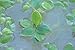 12 Dwarf Water Lettuce (Pistia Stratioes), Live Aquarium Floating Plant