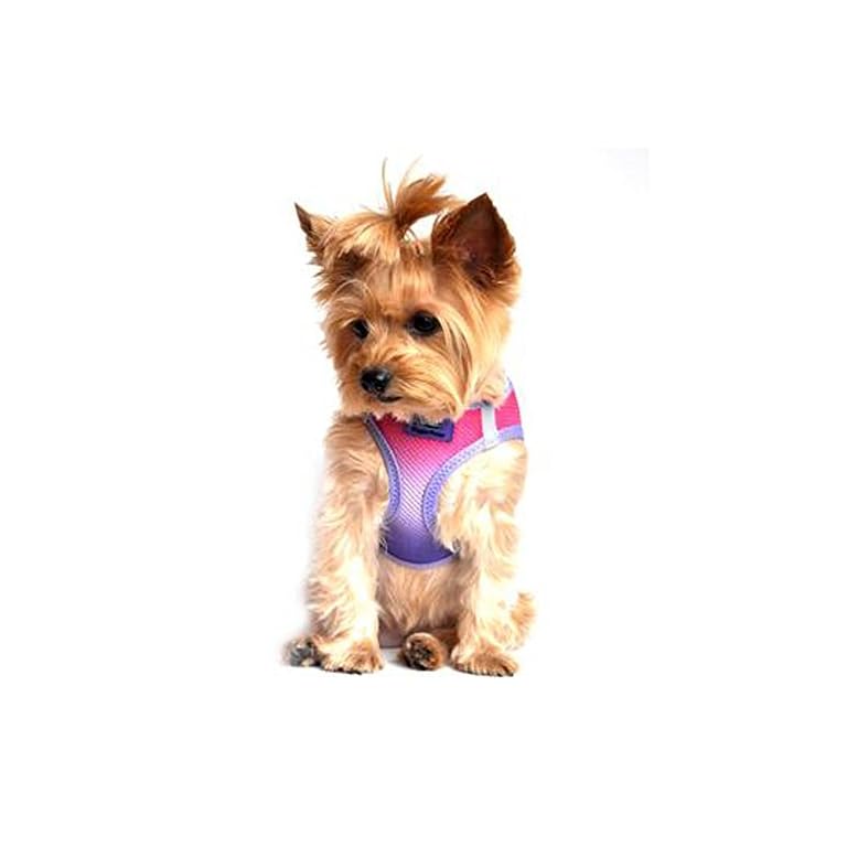 Online Yorkie Clothes and Accessories Store Yorkie Clothing