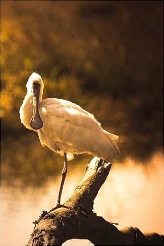 Spoonbill Notebook: 150 lined pages, softcover, 6 x 9