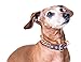 Designer Dog Collar for XSmall, Small, Medium and Large Breeds, in Black, Brown, Pink, Blue, Red and Monochrome (M, Brown)