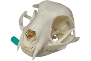 FgriD Taxidermy Real Animals Skulls, Real Bones Specimen, Taxidermy Supplies for Science Education, Christmas Gifts，Special Gift (Cat)