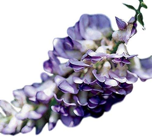 Amazon Com Blue Moon Wisteria Vine Live Plant Quart Pot