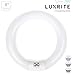 Luxrite LR20575 (6-Pack) FC8T9/D 22-Watt 8 INCH T9 Fluorescent Circular Light Bulb, Daylight 6500K, 980 Lumens, G10Q 4-Pin Base