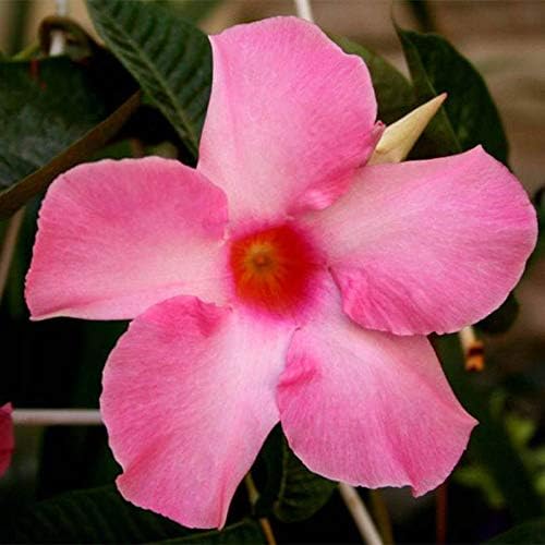 100pcs / Bag Climbing Mandevilla sanderi Seeds, Dipladenia sanderi Seeds, Bonsai Flower Plant for Home Decoration & Yard Wall Pot