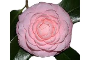 :NEW LIFE NURSERY & GARDEN Pink Perfection Camellia Japonica - Live Plant - Full Gallon Pot
