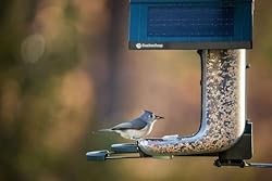 FeatherSnap Scout Wi-Fi Solar Powered Smart Bird