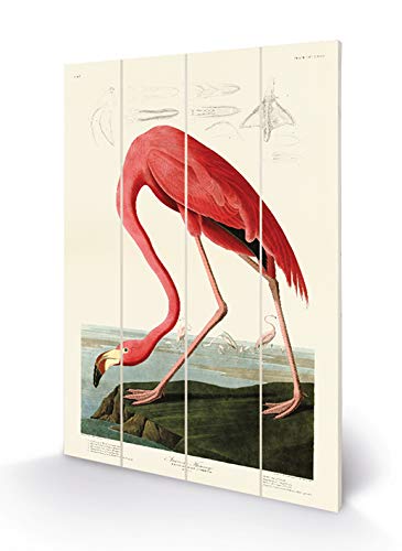 John James Audubon SW12759A Wood Print 40 x 59 cm (American Flame), Multi-Colour, 40 x 59 x 1.2 cm