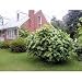 Seeds and Things Fig tree seeds 30 "Seeds" Brown Turkey Fig Tree , Grows in Zones 5-10