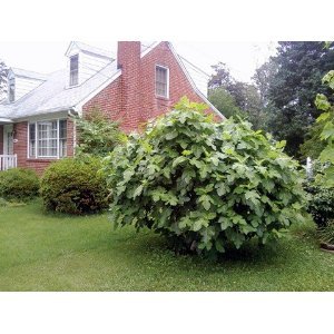 Seeds and Things Fig tree seeds 30 Seeds and Things Fig tree seeds 30