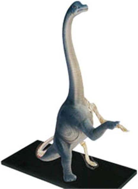 dinosaur anatomy toy