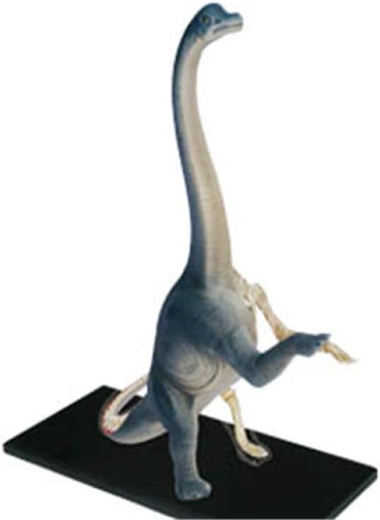 dinosaur anatomy toy