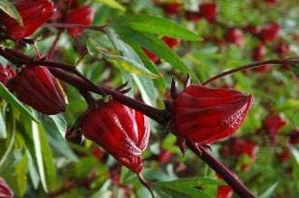 Live Plant Hibiscus Sabdariffa - Florida Cranberry Jamaica Tea Roselle - Wellstr