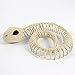 Honfill Skeleton Snake for Halloween Skeleton Decorations, 7 x 6 x 1.37 Inch Skeleton Yard Décor and Bones Animals, White