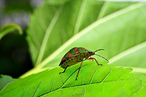 Venus Laowa 60mm F/2.8 Ultra Macro Lens For Canon EF - 2x Magnification Manual Focus
